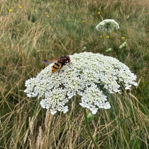 Camer Park Hoverfly.jpg