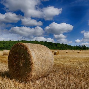 The Harvest.jpg