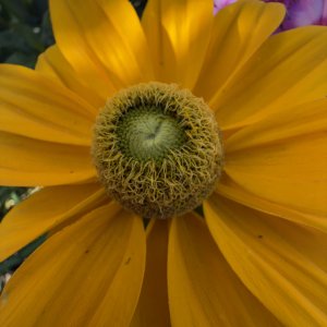 IMG_2626.jpeg