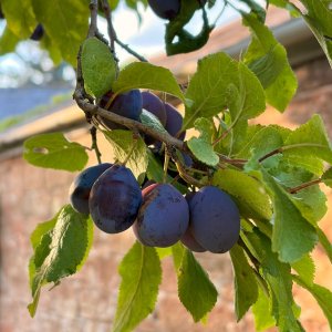 IMG_1626.jpeg