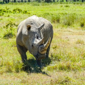 White Rhinoceros.jpg