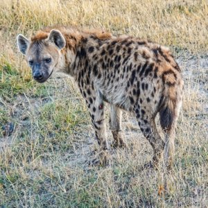 Hyena.jpg