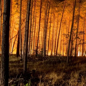 symbolbild-waldbrand-104~_v-gseagaleriexl.webp