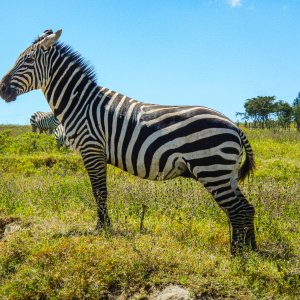 Zebra.jpg