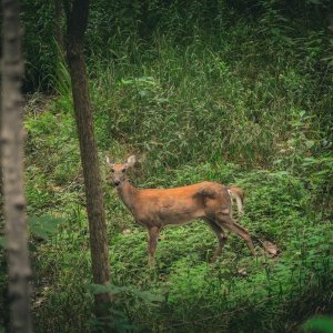 img_white_tailed_deer_0003s.jpg