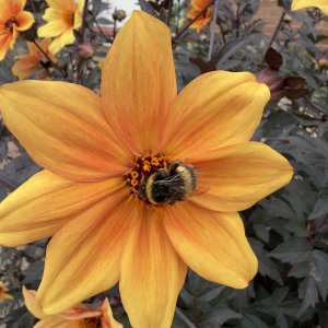 IMG_2654.jpeg