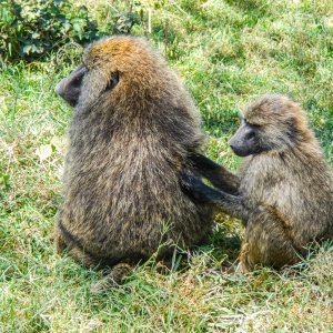 Baboons.jpg