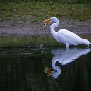 Great Egret Closeup-1.jpg