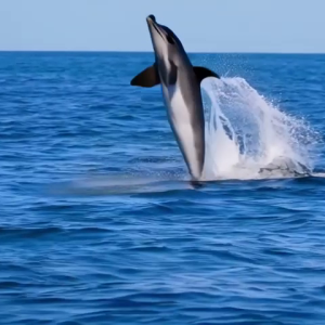 Dolphin.mp4