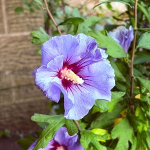IMG_2574.jpeg