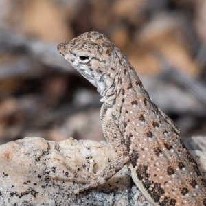 saguaro_np-10.jpg