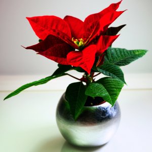 Baby Poinsettia II 2.jpeg