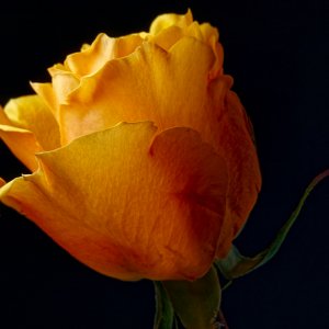 A Rose is a Rose is a Rose.jpeg