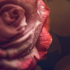 DP_December_07_2019.jpg