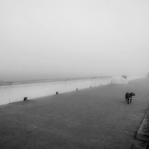 Dog at Ocean Beach BW.jpg