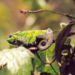chameleon ngorongoro.jpg