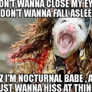 Steve Tyler Possum.jpg