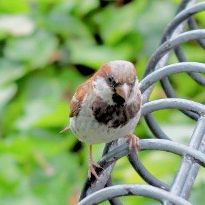 Sparrow.jpg