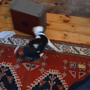puppychasingpro.gif