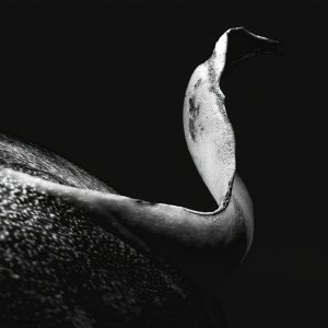 A Different Kind of Bird.jpeg