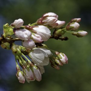Blossoms 3.jpg
