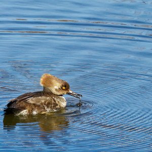 Drippy Hooded Merganser.jpeg