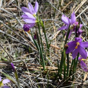 Glenrose_Spring_2020.jpg