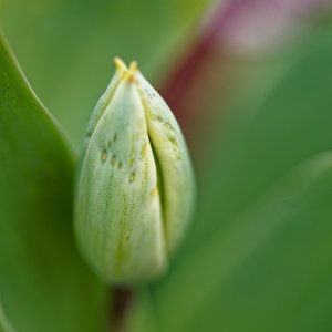 A Tulip on the Way.jpg