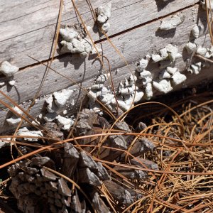 Rock Springs Run 2 - 2500px.jpg