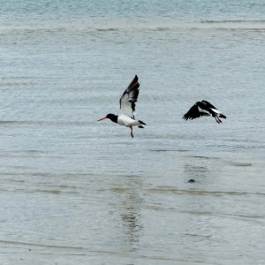 DSCF8950.jpg