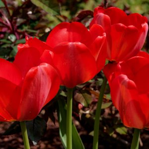 Quartet in Red.jpeg