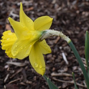 daffodil_water_drops.jpg