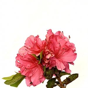 DDC7A066-7E1E-4505-9C38-6A71769696CF.jpeg