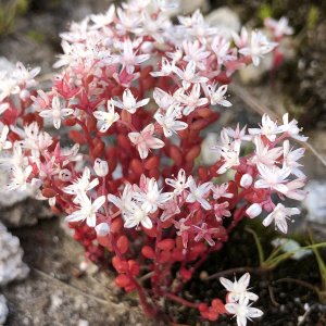 diamorpha-smallii_in-bloom.jpg