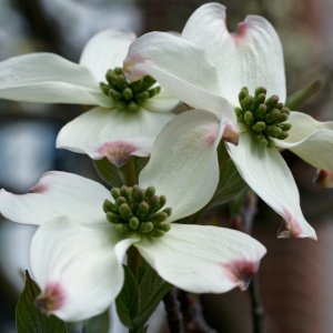Dogwood Blossoms.jpeg