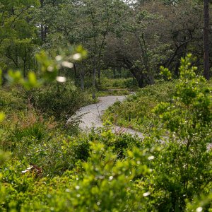 Econ Wilderness2500px-7.jpg