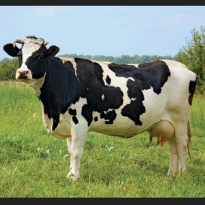 packaged milk.jpg