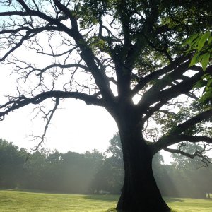 morninglight.jpg