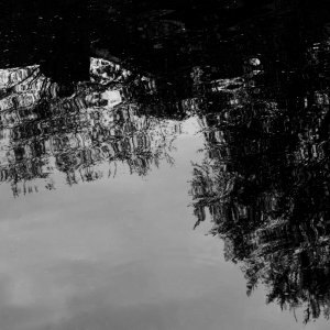 Reflecting the Trees.jpeg