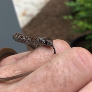 thamnophis-sirtalis-sirtalis.jpg