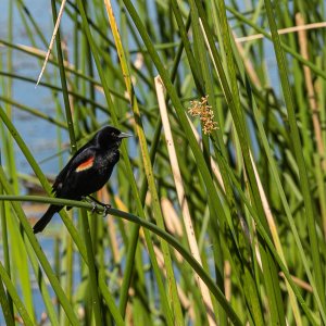 Wetlands-39.JPG