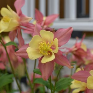 pink&yellow_columbine.jpeg