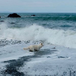 Dog @ Rarangi Beach.jpg