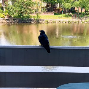 Birdie Comes to Call.jpeg