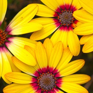 Osteospermum African Daisies.jpg