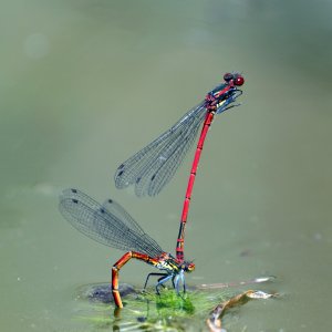Damselflies.jpg