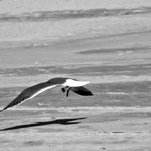 Flight - levels adjusted - color removed.jpg
