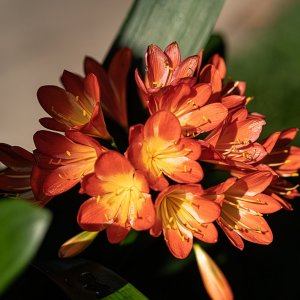 leu gardens 5-2020 2500px-7.JPG