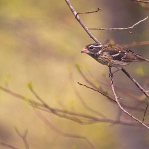 IMG_7158_RoseBreastedGrosbeak_04252020.jpg
