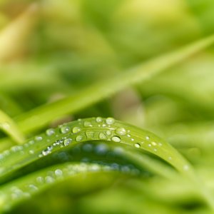 Raindrops.jpeg